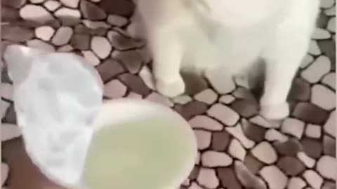 Funny animals - Funny cats and dogs - Funny animal videos 2023🤣