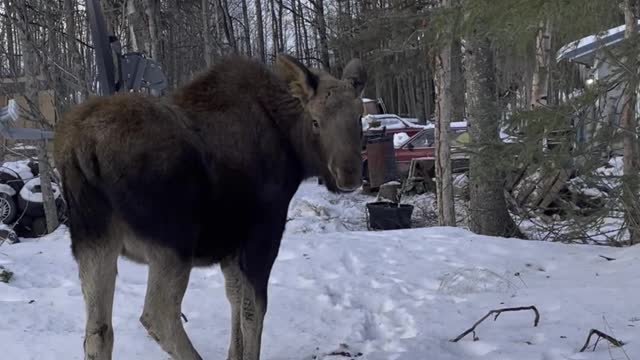 Man Becomes Friends with Moose