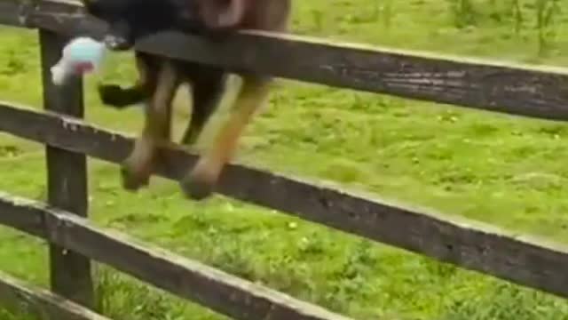 Funny animal fails funny video