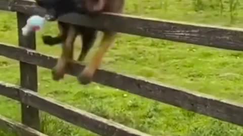 Funny animal fails funny video