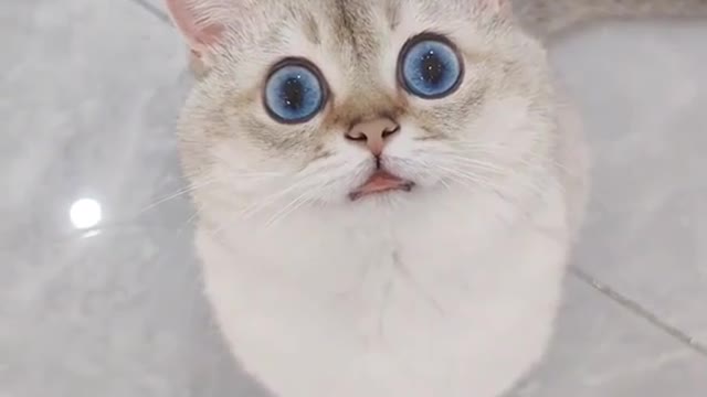 Blue eyes cat 😸 lovely look