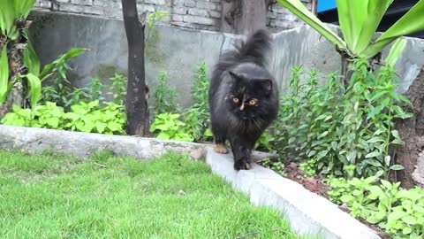 Cute cats at home or garden