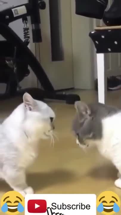 1.Cute cat fight 😅 #shorts