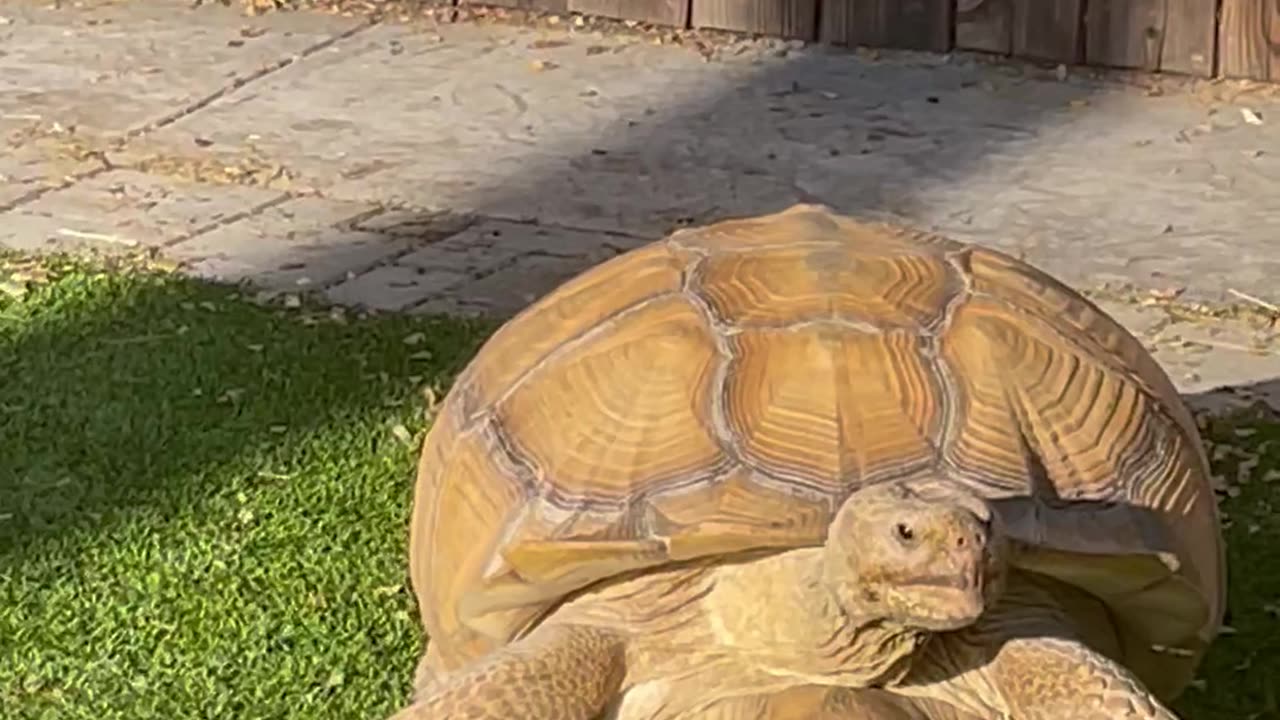 Smart Tortoise Reads Sign