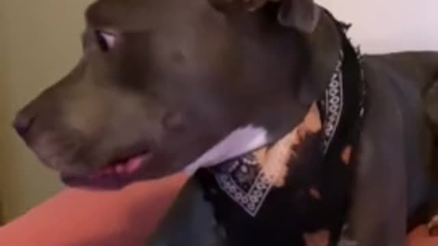 Vocal pit bull engages in hilarious argument with owner