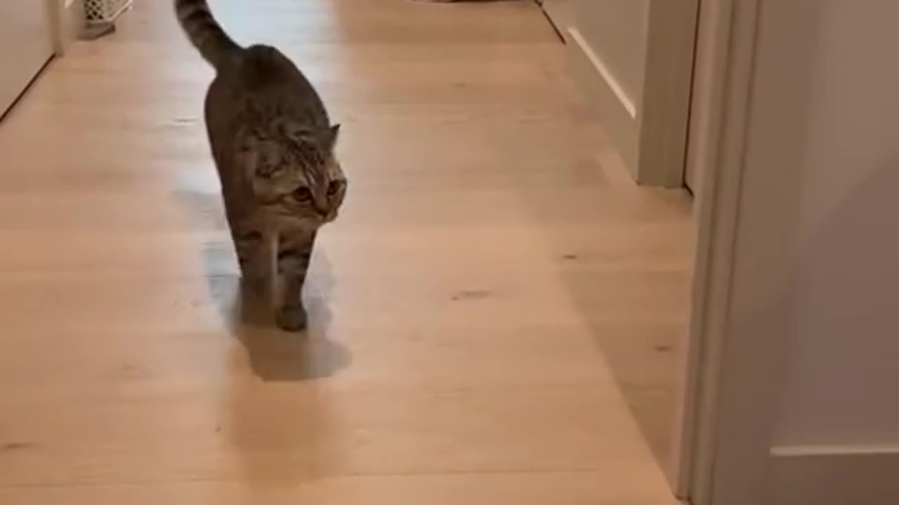 A man in a cat mask scares Kittens