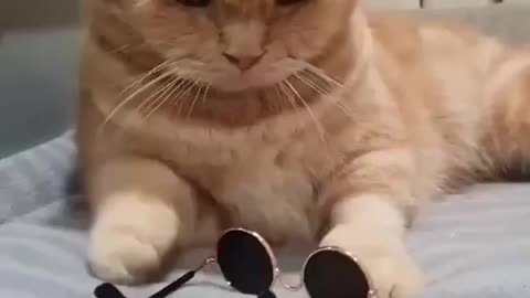 Funny cat