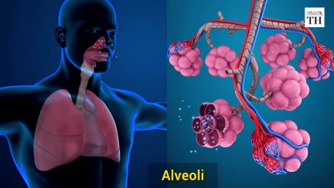 Organs affected by coronavirus