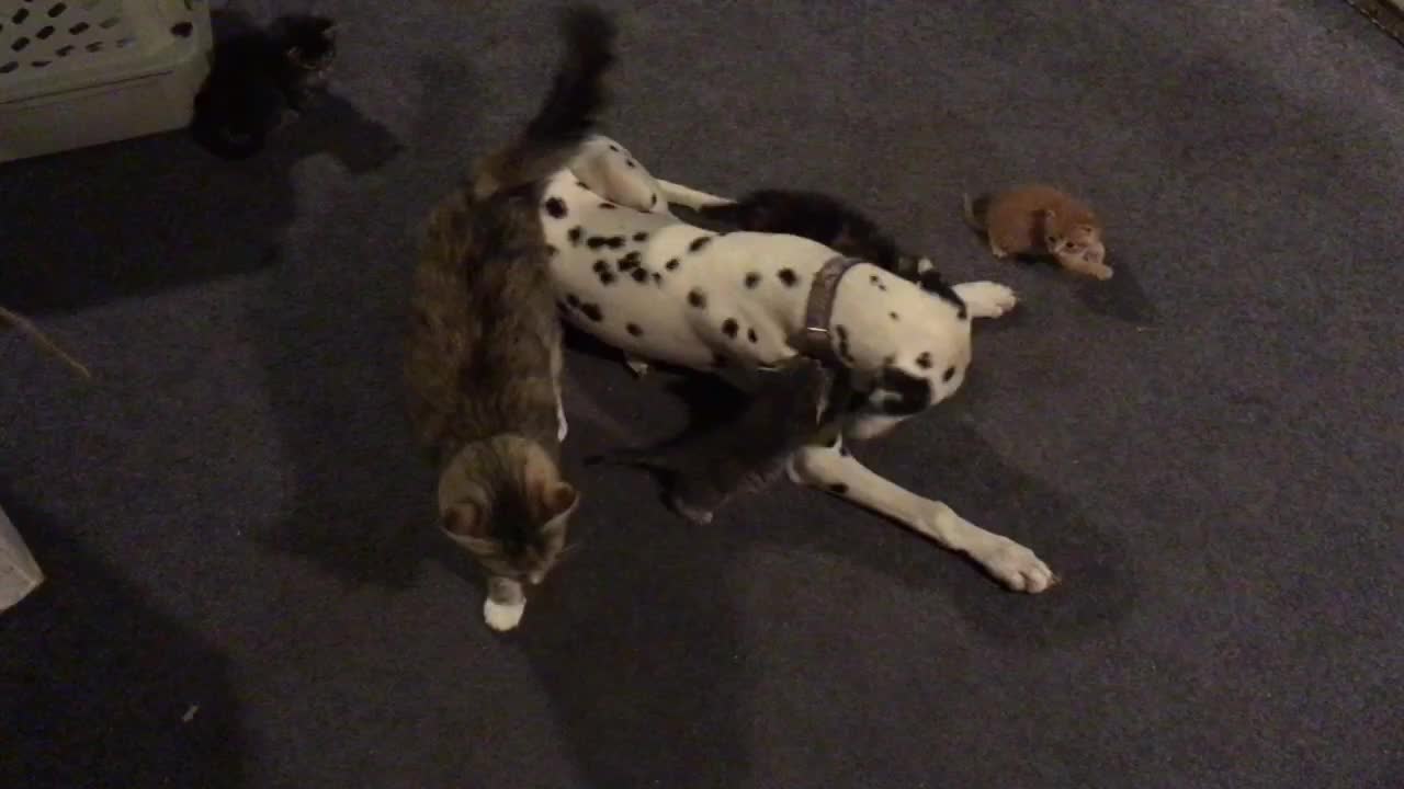 Dalmatian shares kitten responsibilities with mother cat