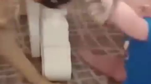Beautiful dog funny video 📹