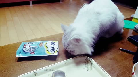 Cute cat eating snack!