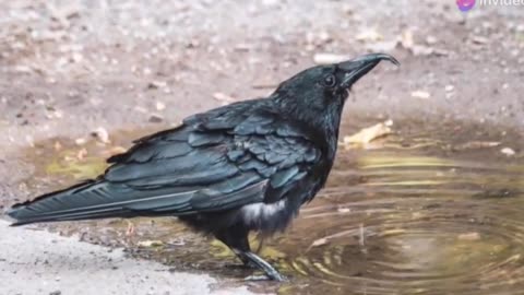 Unlocking the Brilliance of Corvid Intelligence- Problem-Solving and Communication Skills Revealed