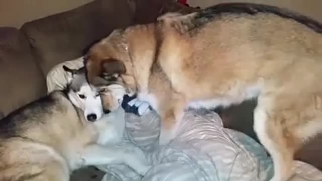 Silly Dog Gets Jealous And Demands hilariously blocks huge Newfie from his own food bowl