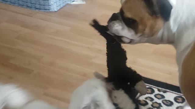 Funny dog tug of war