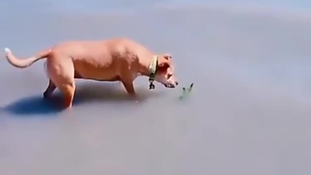 Dog video is amazing . funny dog