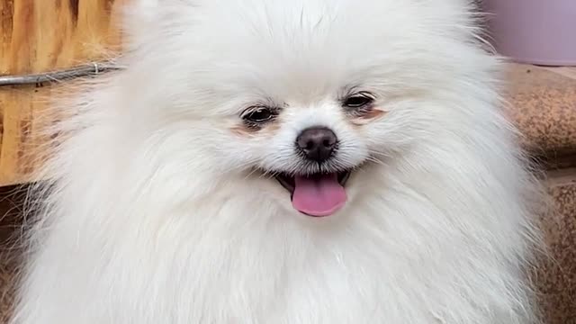 Baby Dogs - Cute and Funny Dog Videos Compilation #24 | Aww Animals#short