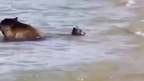 Just a bear family vacation!