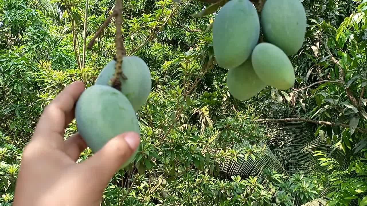 Mango Tree