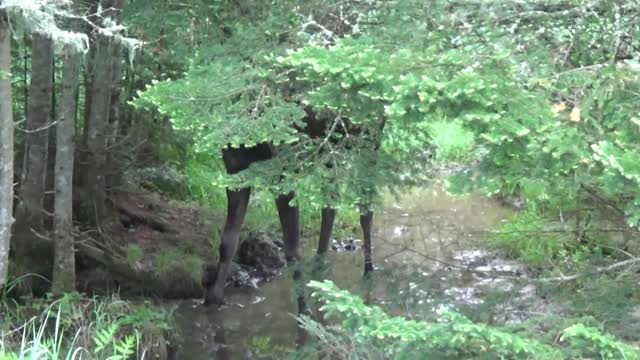 Moose on the loose NH