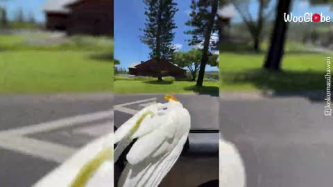 The Fan-Favorite, Fun-Loving, Carb-Eating Cockatoo || Best Viral Videos