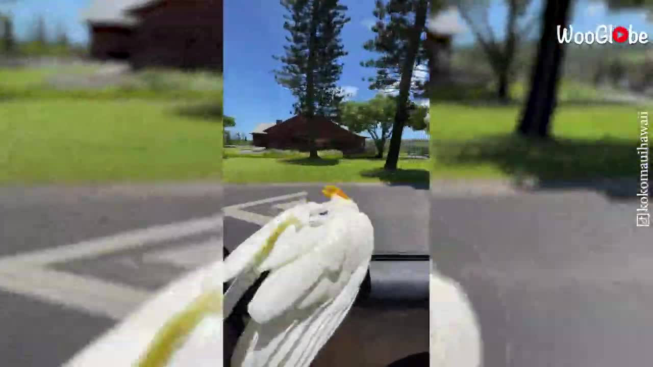 The Fan-Favorite, Fun-Loving, Carb-Eating Cockatoo || Best Viral Videos