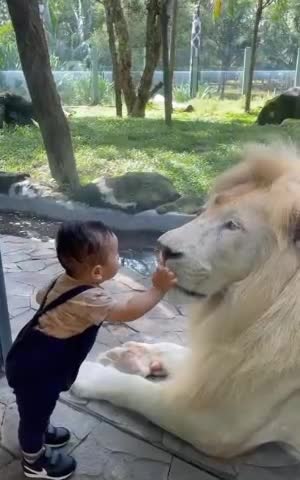 BEST LION IN USA FOR 2022