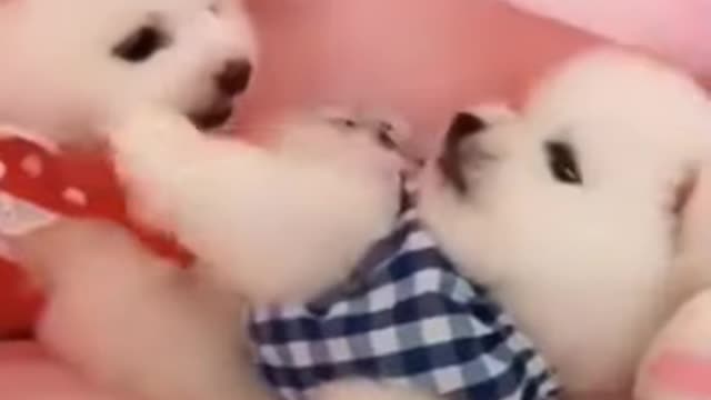 Cute puppies fighting #shorts