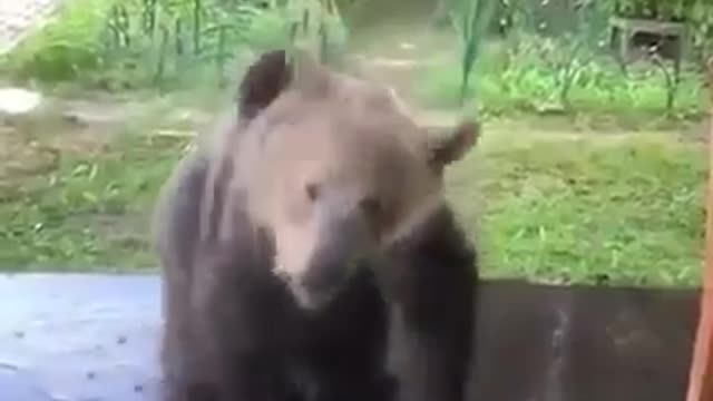 Watch this Bear taking a bath. REALLY FUNNY