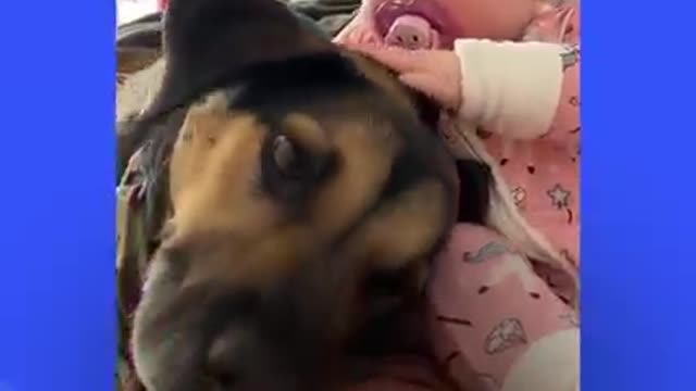 Dog Helps His Baby Sister Walk For The First time