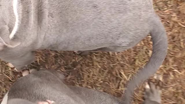 MsuBullyFarm Aliendawgs Bloodline 97924oo744