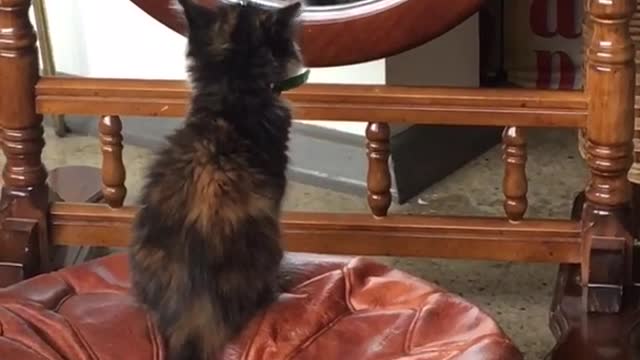 Cat on orange foot rest checks self out in wooden mirror