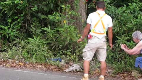 Three-toed sloth crossing the road in Costa Rica