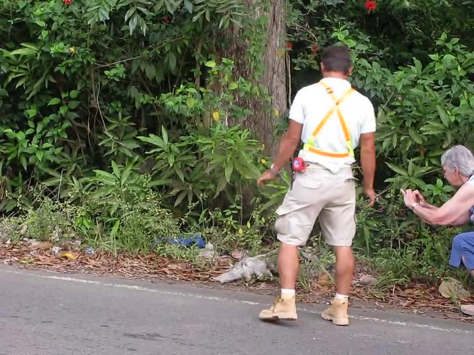 Three-toed sloth crossing the road in Costa Rica