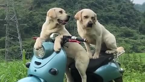 Funniest & Cutest Labrador Puppies