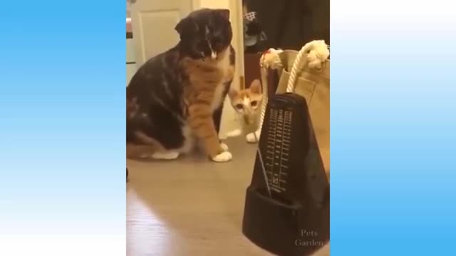 Beautfull Little Animals