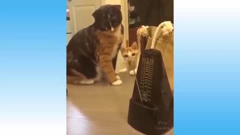 Beautfull Little Animals