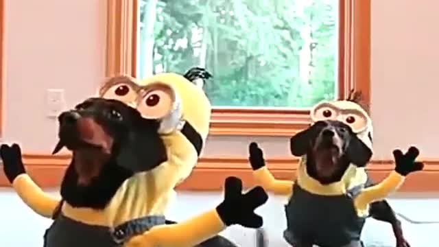 Dogs and minions