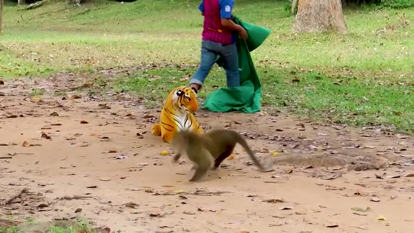 Fake Tiger Prank Monkey and Dog So Funny -