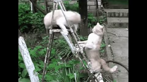 Very Funny Cats Clips in 30 Seconds