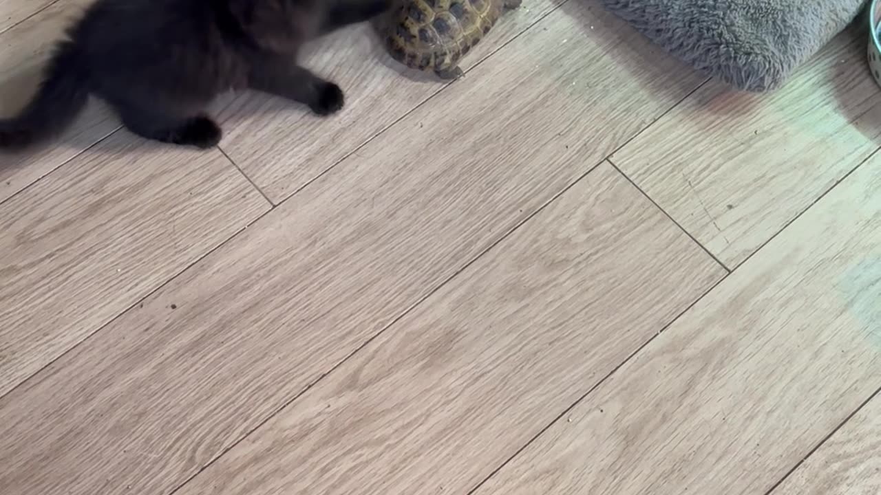 Ninja Kitten Wants to Play With Tortoise