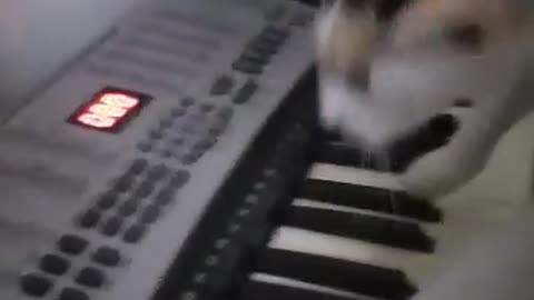 Cat mozart playing piano