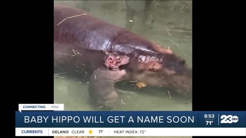 Cincinnati Zoo's baby hippo looking for name