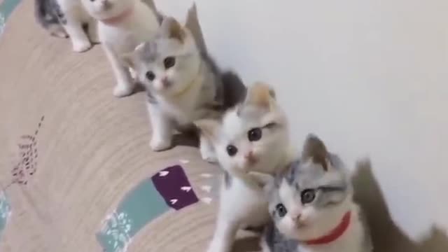 Cute Kittens