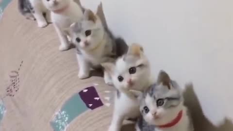 Cute Kittens