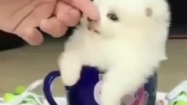 😍 Cute DOG and Funny ANIMALS Videos Compilation 2021 😍