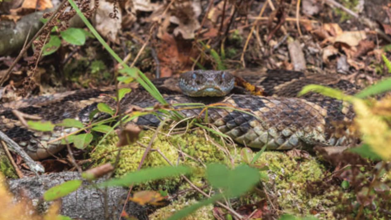 Snakes EXPERTS Don't Want You to Know These Timber Rattlesnake Facts