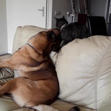 Oscar & Silver fight