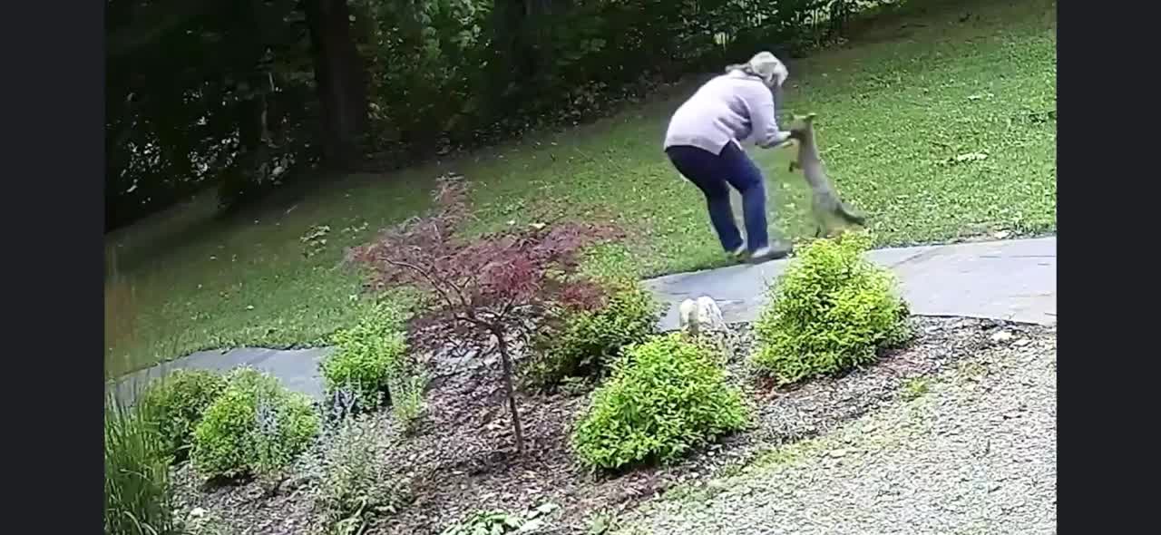 Rabid Fox Attack