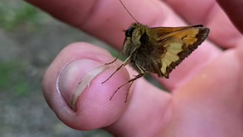 Butterfly in hand