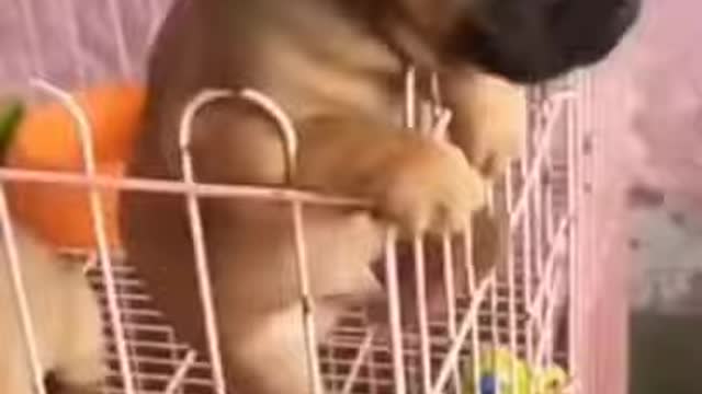 My Cute Dog #short #shorts #cute _ animals.webm